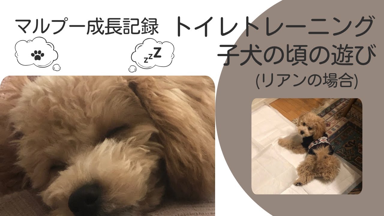 【マルプー成長記録】トイレトレーニングと子犬の頃の遊び(リアンの場合)