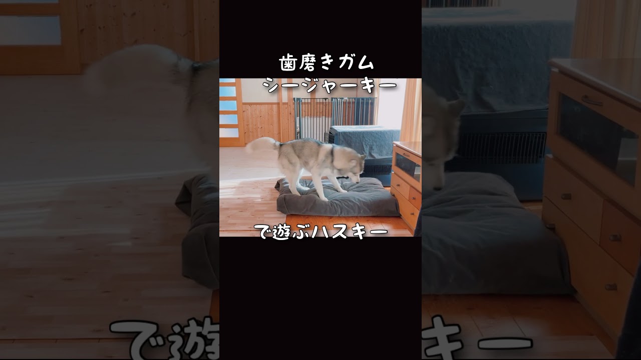 歯磨きガムで遊ぶハスキー#ハス夫#ハスキー犬#大型犬