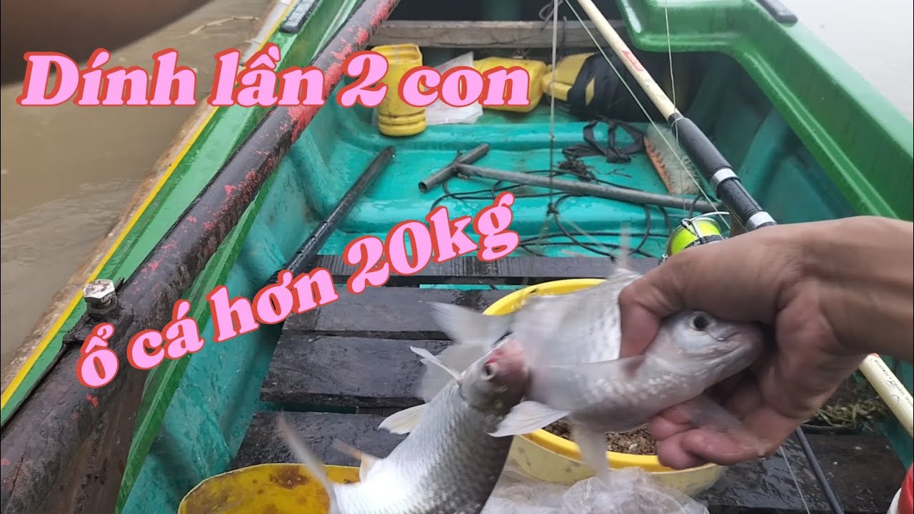 Một ngày câu mai mắn phải ổ cá, mè vinh hơn 20kg giật không kịp bóp mồi 