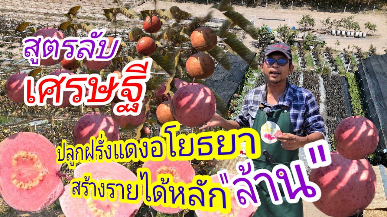 สูตรลับเศรษฐี ปลูกฝรั่งแดงอโยธยา สร้างรายได้ หลักล้านไม่รู้จบ