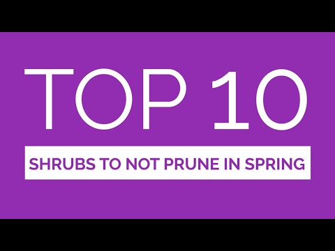 Video: What Shrubs Can Not Be Cut In Spring