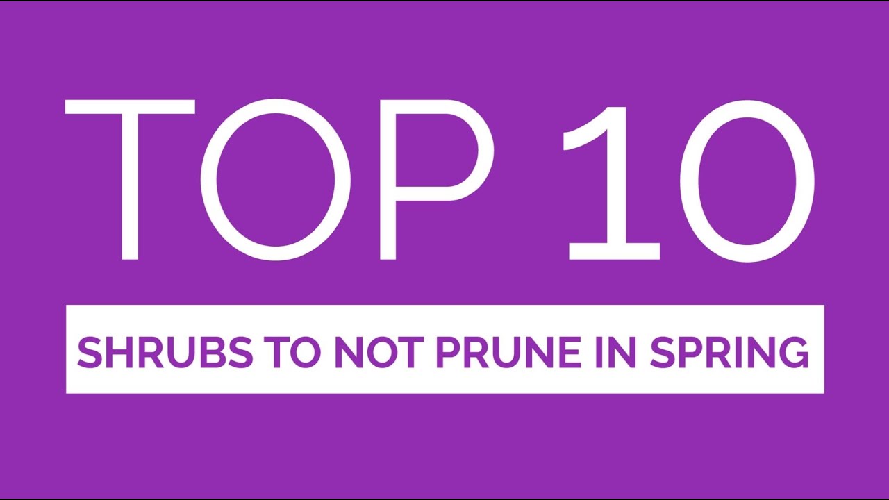 Top Ten Shrubs to Not Prune in Spring