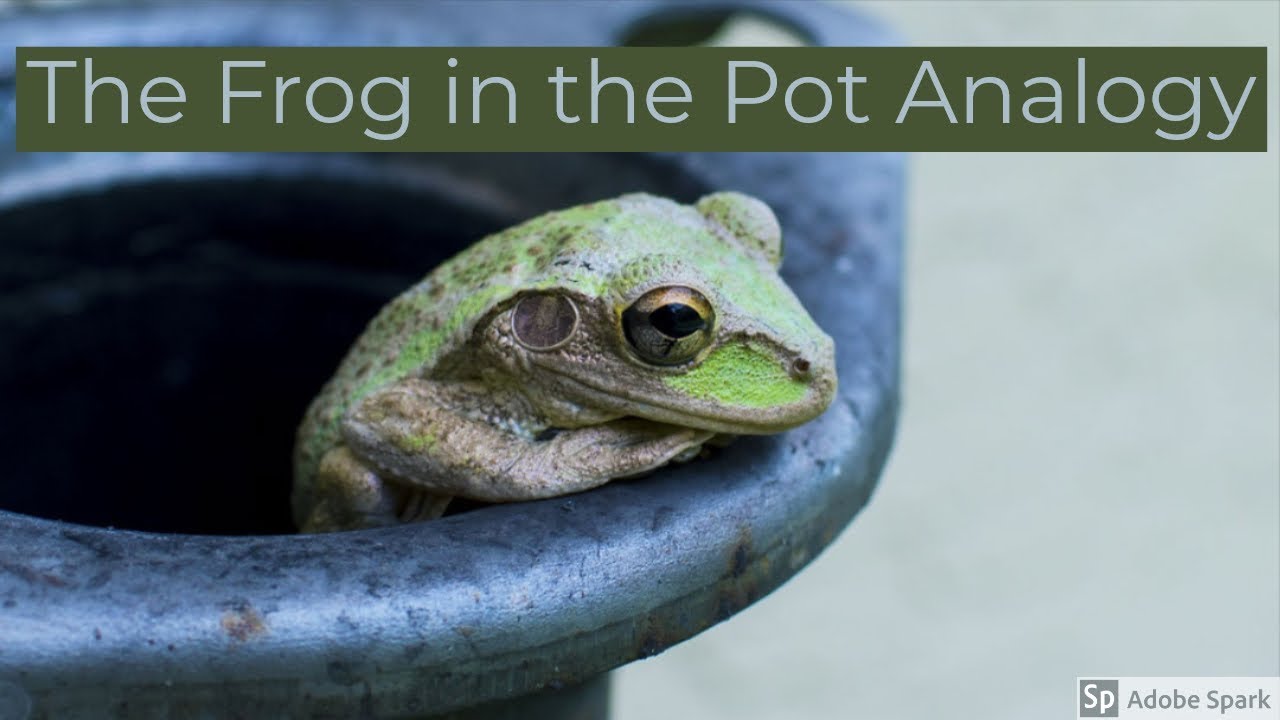 The Frog in the Pot Analogy YouTube