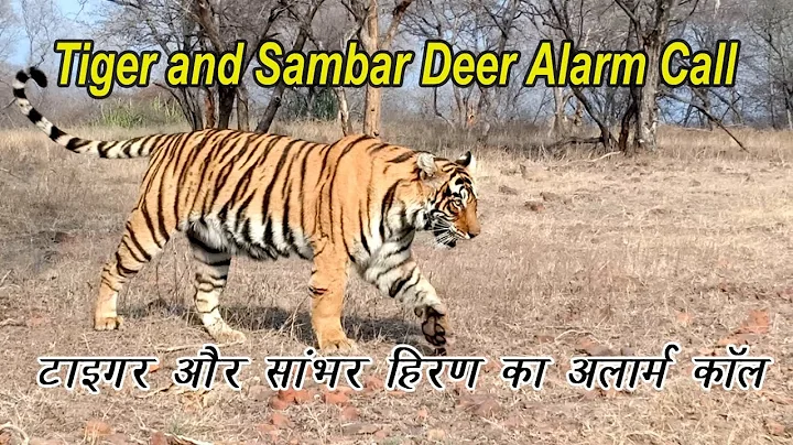 Tiger Sighting With Sambar Deer Alarm Call, A Fabulous Jungle Safari Experience
