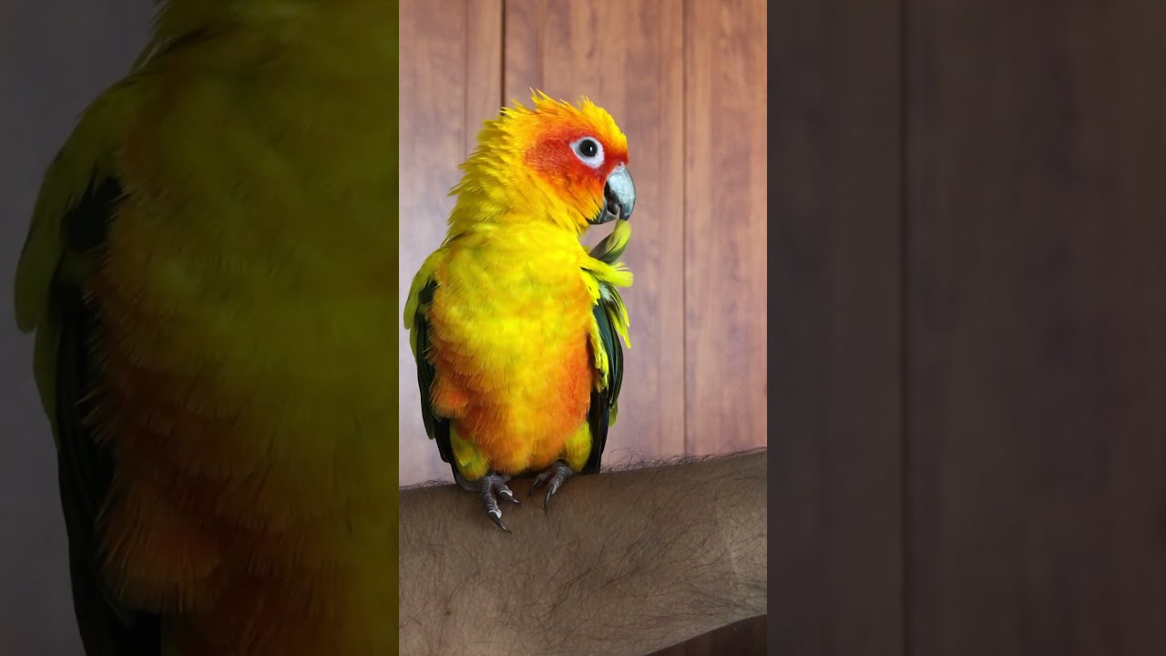 Dodo is so fluffy🦜#fluffy  #cute #funny #ninja #sunconure #dodo #lazy #parrot