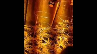 12/11/15 1up Farm  medical marijuana grow update