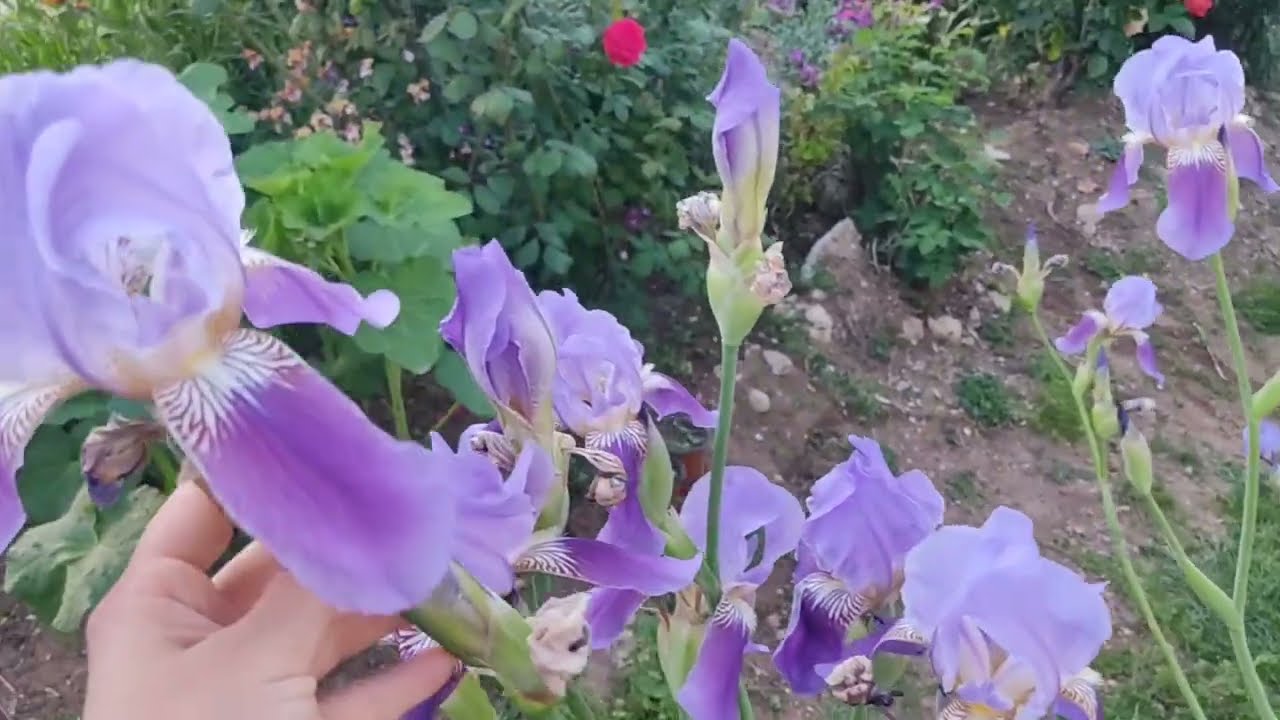Süsen Çiçeği ( Iris Pallida -Nevruz Bakımı)