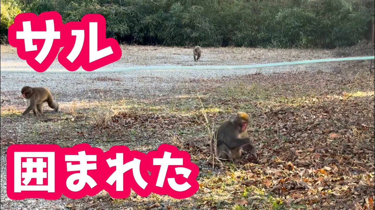 【東京】散歩中にサルに囲まれた