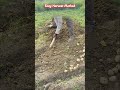 Smart Potato Harvesting That Saves Time & Effort#shortsfeed #agriculture