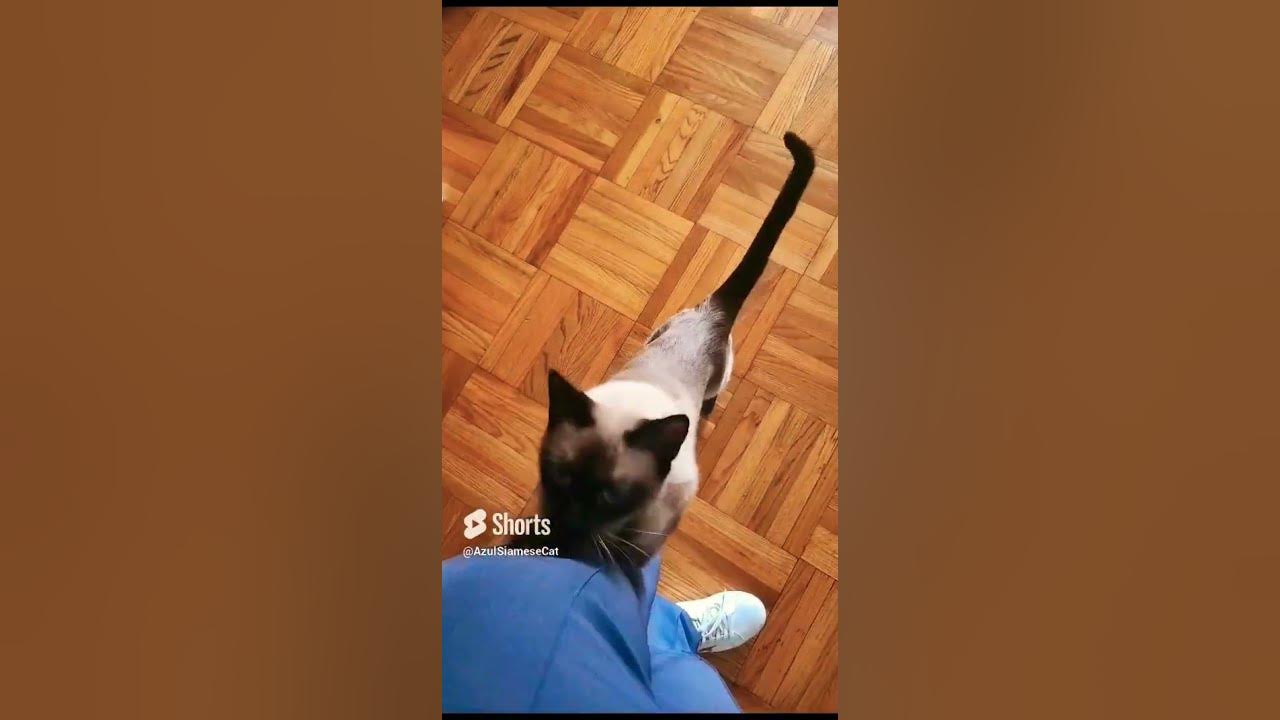 Clingy And A Moody Cat siamese cat kitten YouTube clingy-and-a-moody-cat-siamese-cat-kitten-youtube