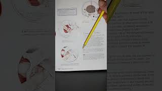 Page 252/Origin & Insertion, Action, Nerve Innervation, other structures & facts/A therapist guide❤️