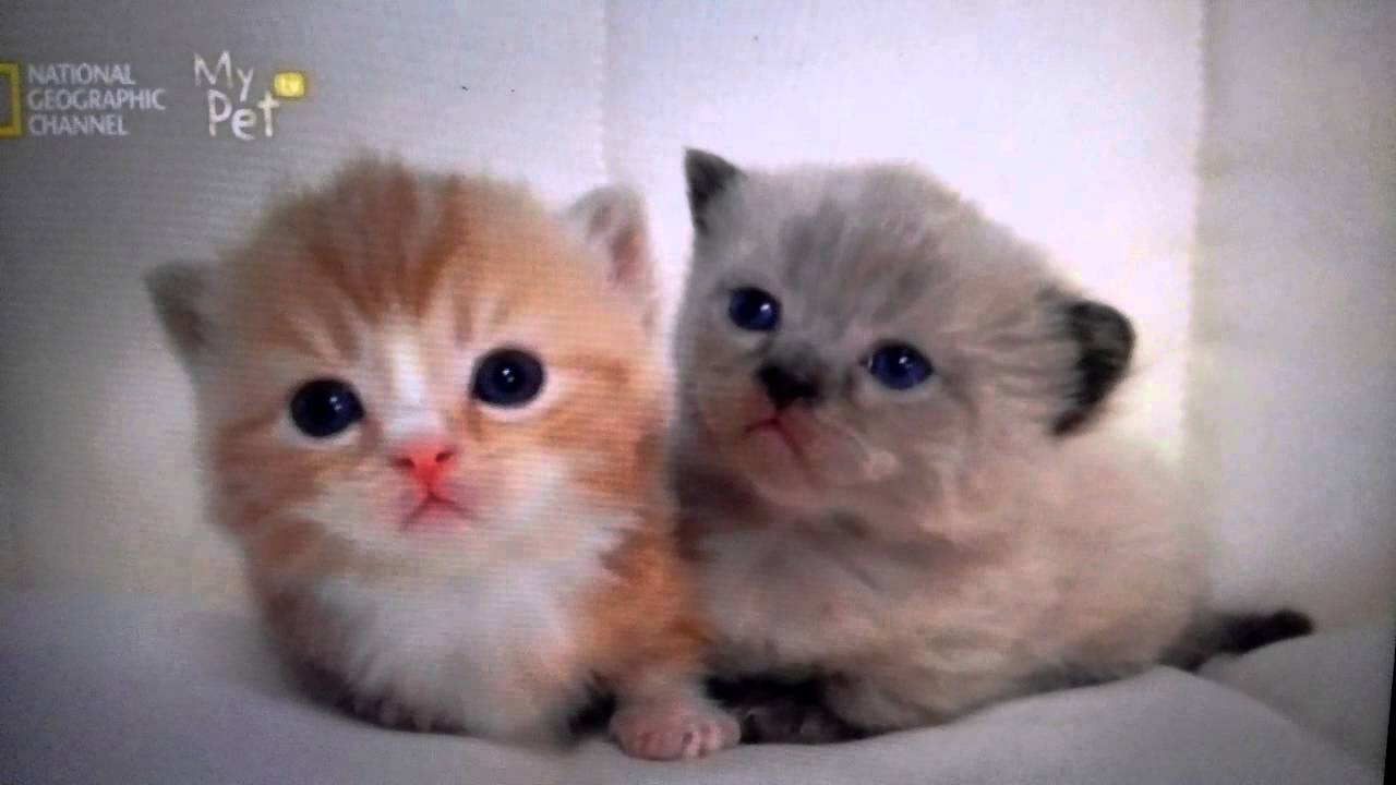 귀여운 새끼고양이. Cute Kitties YouTube