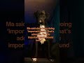 #blowup #puppy #doggie #funny #dog #pets #snuggly #adorably #doggybestfriend #boxer #funnypuppy