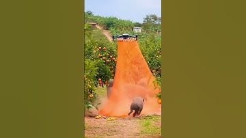 Drone Ambushes a Wild Boar Damaging a Plantation!