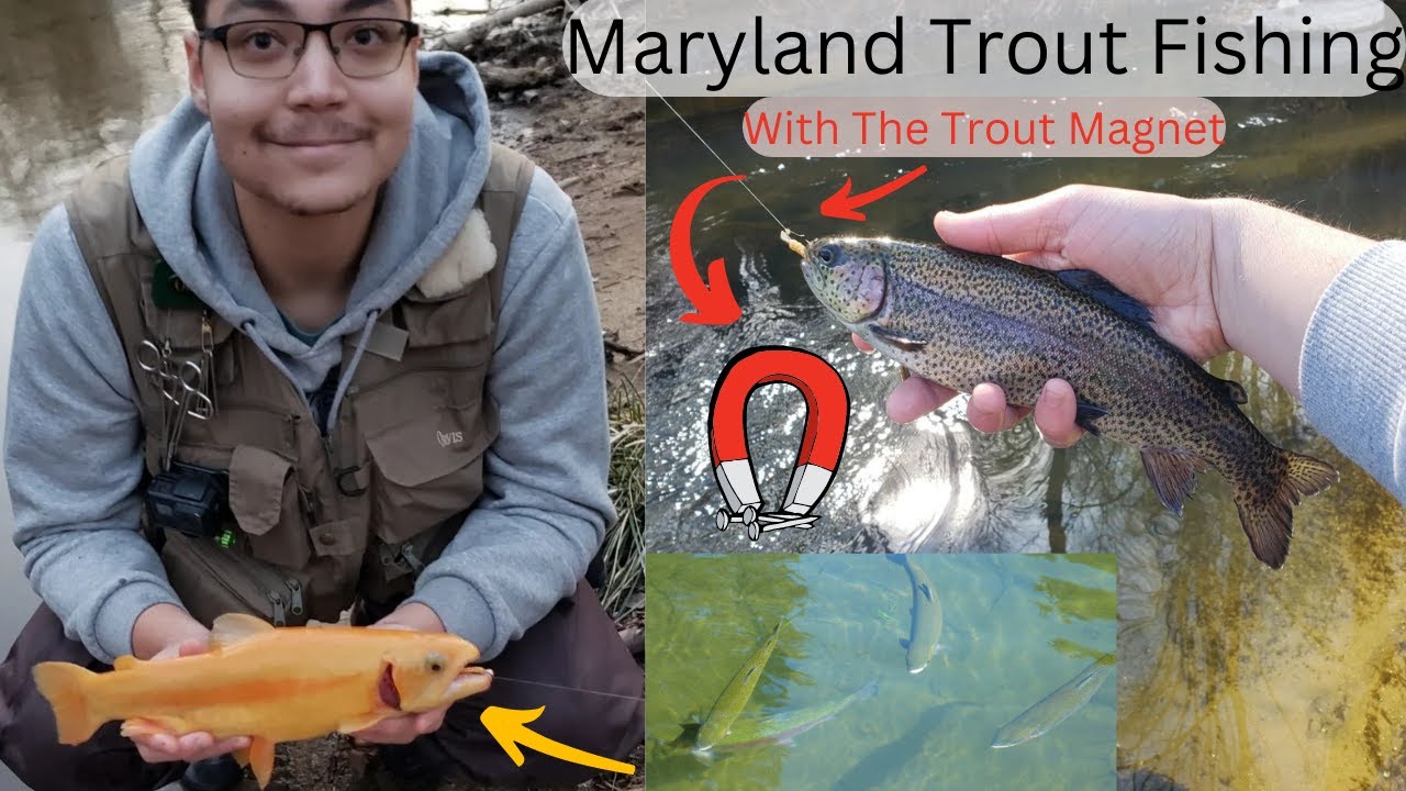 Clearwater Trout SLAYFEST (Maryland Pre Season Trout) YouTube