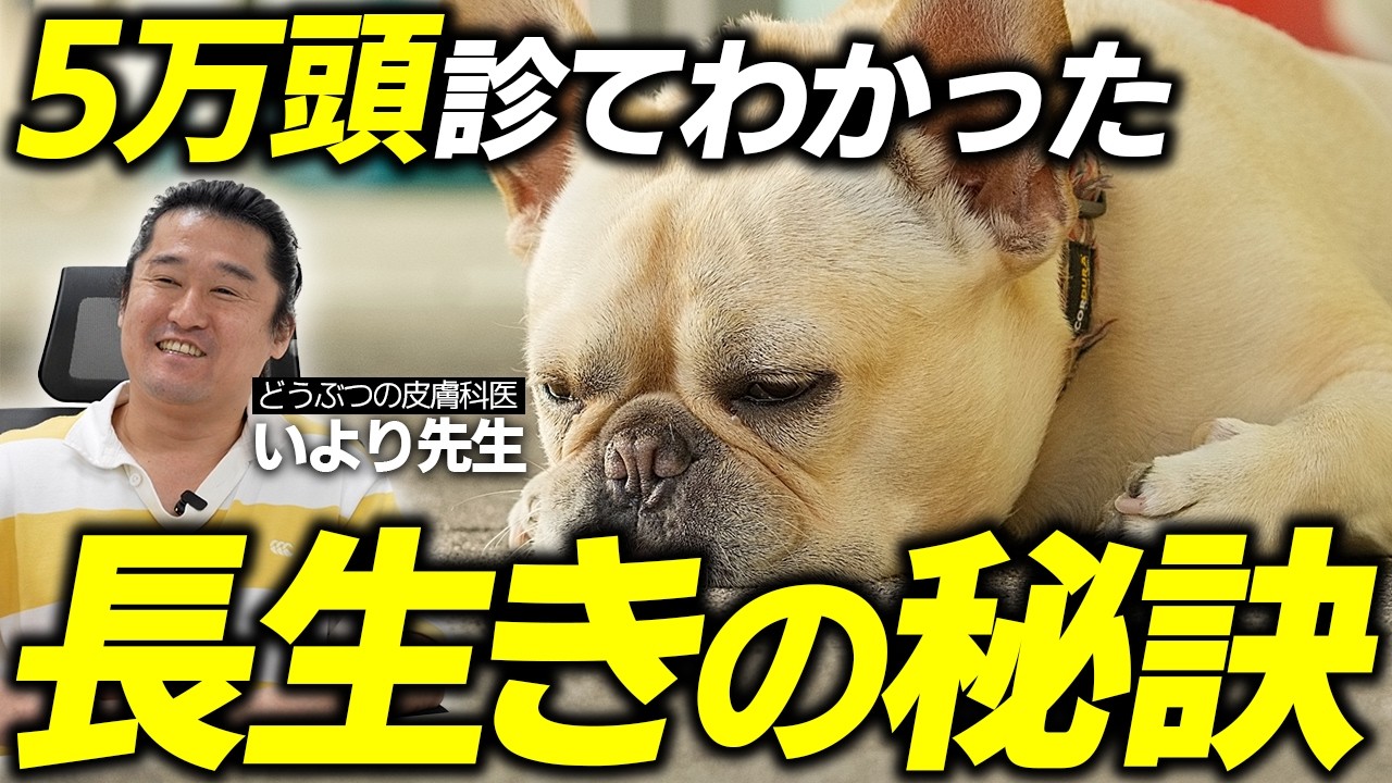 こんな飼い主の愛犬は健康で長生きします。5万頭以上診た獣医師が解説。