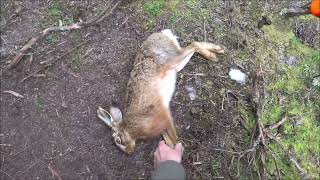 Driven Fox Hunt With Chiappa Triple Crown 20G And Dachshunds Victoria 11092022