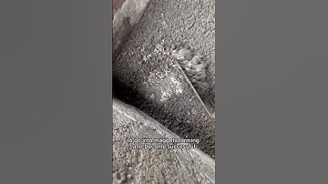 Producing maggots as an alternative animal feed is the future