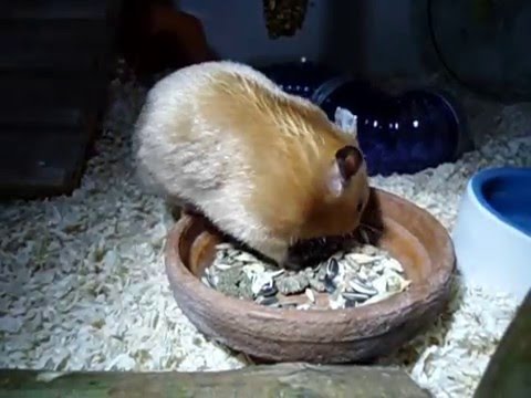 HAMSTER PROPT WANGZAKKEN VOL | HAMSTER STUFFING HIS CHEEKS
