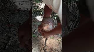 Coconut Husking by Hand #coconutprocessing #satisfying #coconuthusking #coconutindustry #asmr