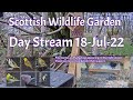 LIVE 🔴 Bird Feeders, Wildlife Cameras Scotland UK from Scottish Wildlife Garden