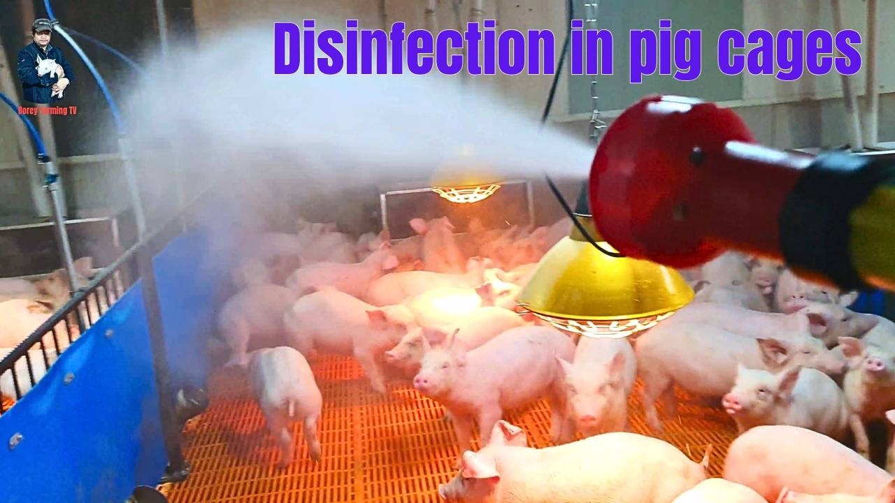 Disinfection in pig cages. | Video 50 | Farming in South Korea.