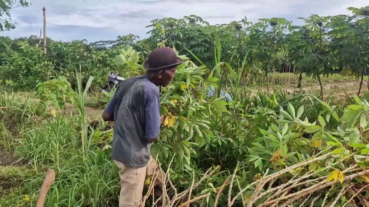 AMAZING FARMER SKILL: CUTTING CASSAVA LEAVES SUPER FAST BY HAND! -Agriculture Farming
