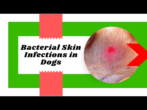 Video: Pyoderma Hos Hunder - Bakteriell Infeksjon Av Huden Hos Hunder