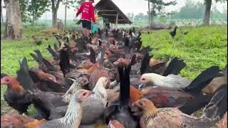 Free-Range Free-Range Chicken Farming | Easy & Cost-Effective Method