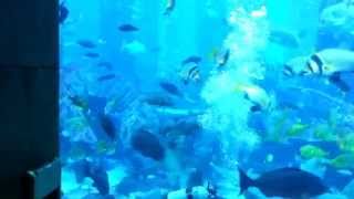 Divers feeding stingray and sharks at the lost chambers aquarium,
atlantis, palm dubai
