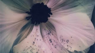 Studio Richter Mahr's FREE & EQUAL (short)