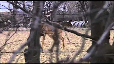 Whitetail Deer Hunting | The Barbwire Buck