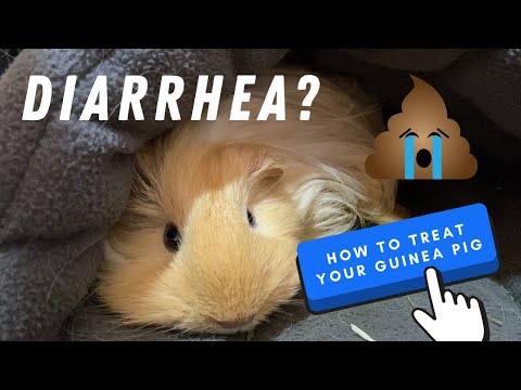 What To Do If Your Guinea Pig Is Having Diarrhea