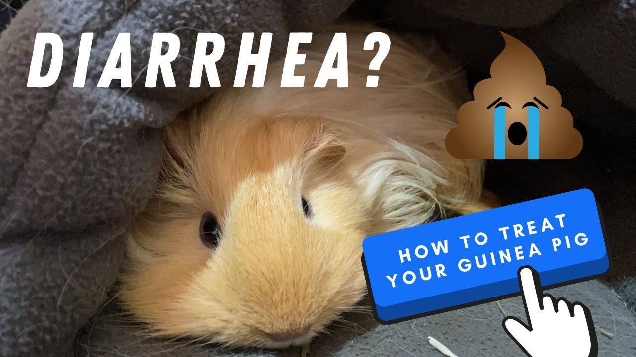 My Guinea Pig Has Diarrhea! What do I do? (Taglish) YouTube