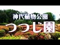 神代植物公園　「つつじ園」 の動画、YouTube動画。