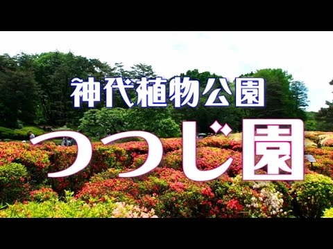 神代植物公園　「つつじ園」