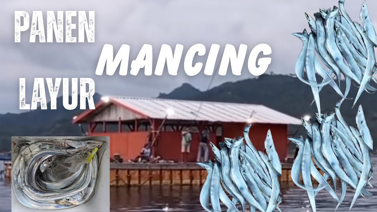 PANEN LAYUR !!!... PAKAI TEKNIK INI JIKA MAU PANEN IKAN BANYAK DI RUMAH APUNG OREN‼️