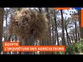 Égypte : La hausse des engrais inquiète le monde agricole