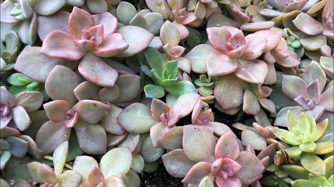 Teşekkür ederim iyiki varsınız ❤️❤️❤️