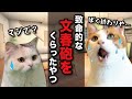 致命的な文春砲をくらった結果…【コント】 【猫アニメ】