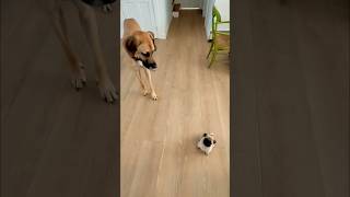 Pug pup Roxy loves brother Arthur. They think they’re the same size! Play hard and sleep hard! #pug
Pug pup Roxy loves brother Arthur. They think they’re the same size! Play hard and sleep hard! #pug Pug pup Roxy loves brother Arthur. They think they’re the same size! Play hard and sleep hard! #pug