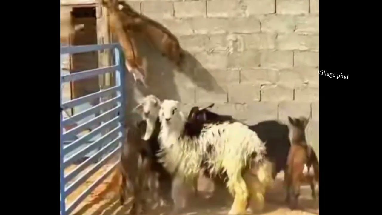 Goat jumped goat voice goat video goat farming goats funny goatsvillage