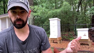 Week 13 - Laying Workers and Combining Colonies!