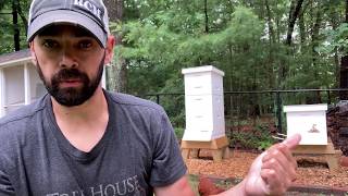 Week 13 - Laying Workers and Combining Colonies!
