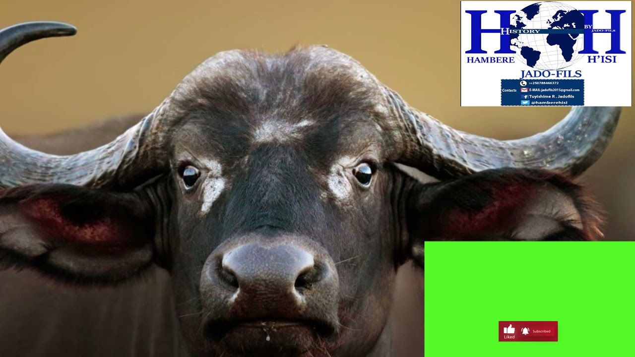 RYANGOMBE RYA BABINGA BA NYUNDO. INANGA IZWI CYANE MU MATEKA Y'U RWANDA IZWI NKA RYANGOMBE N'IMBOGO!