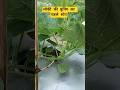लौकी में प्रूनिंग कैसे की जाती है #agriculture #loki #modernfarming