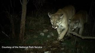 Living with lions: Springdale speaker questions Utah cougar management strategy