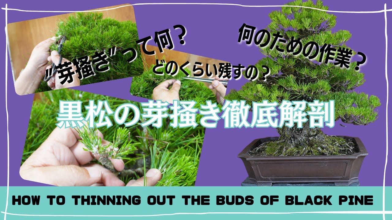 小品盆栽 黒松 幹の太さと古木感のある一品 Yahoo!オークション - 黒松