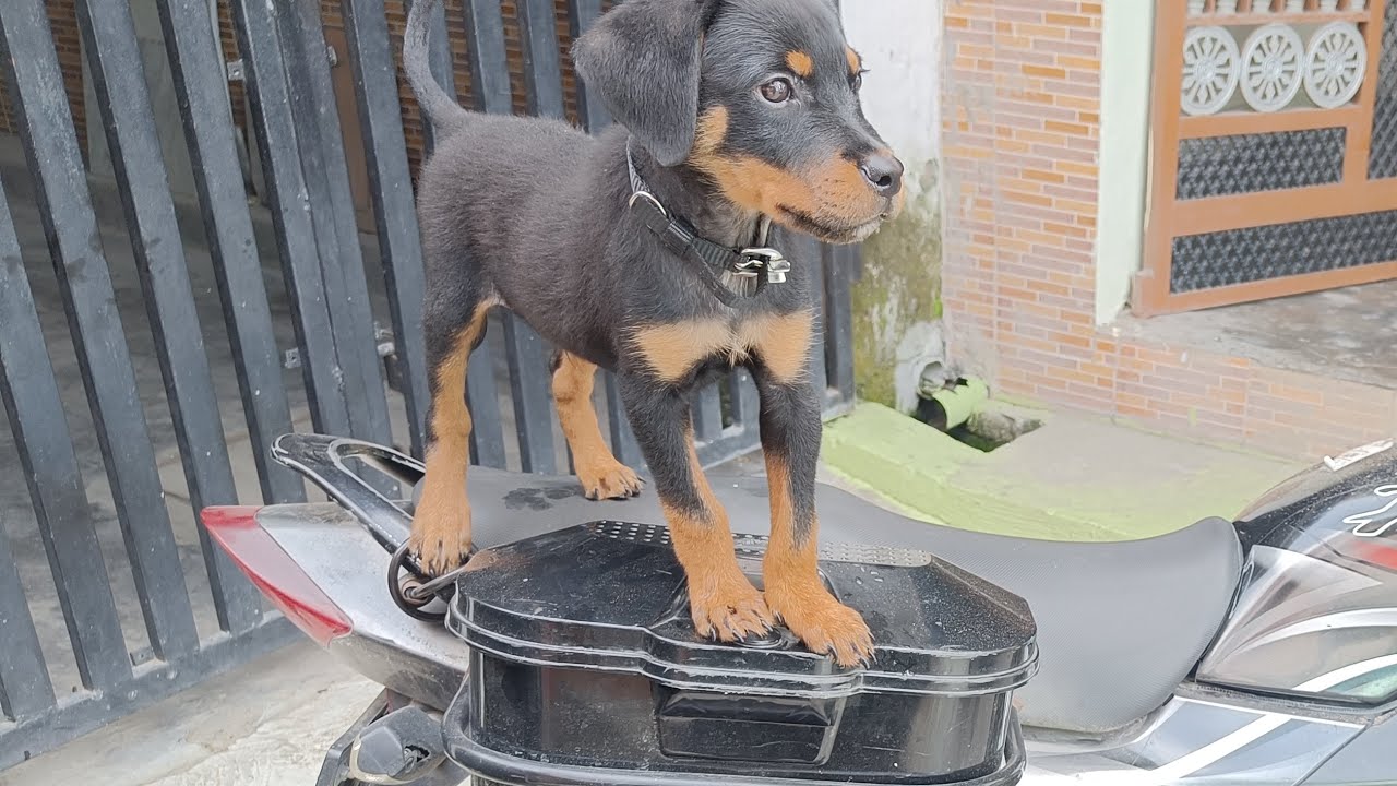Leo (rottweiler) dog socialization training day 1 . YouTube