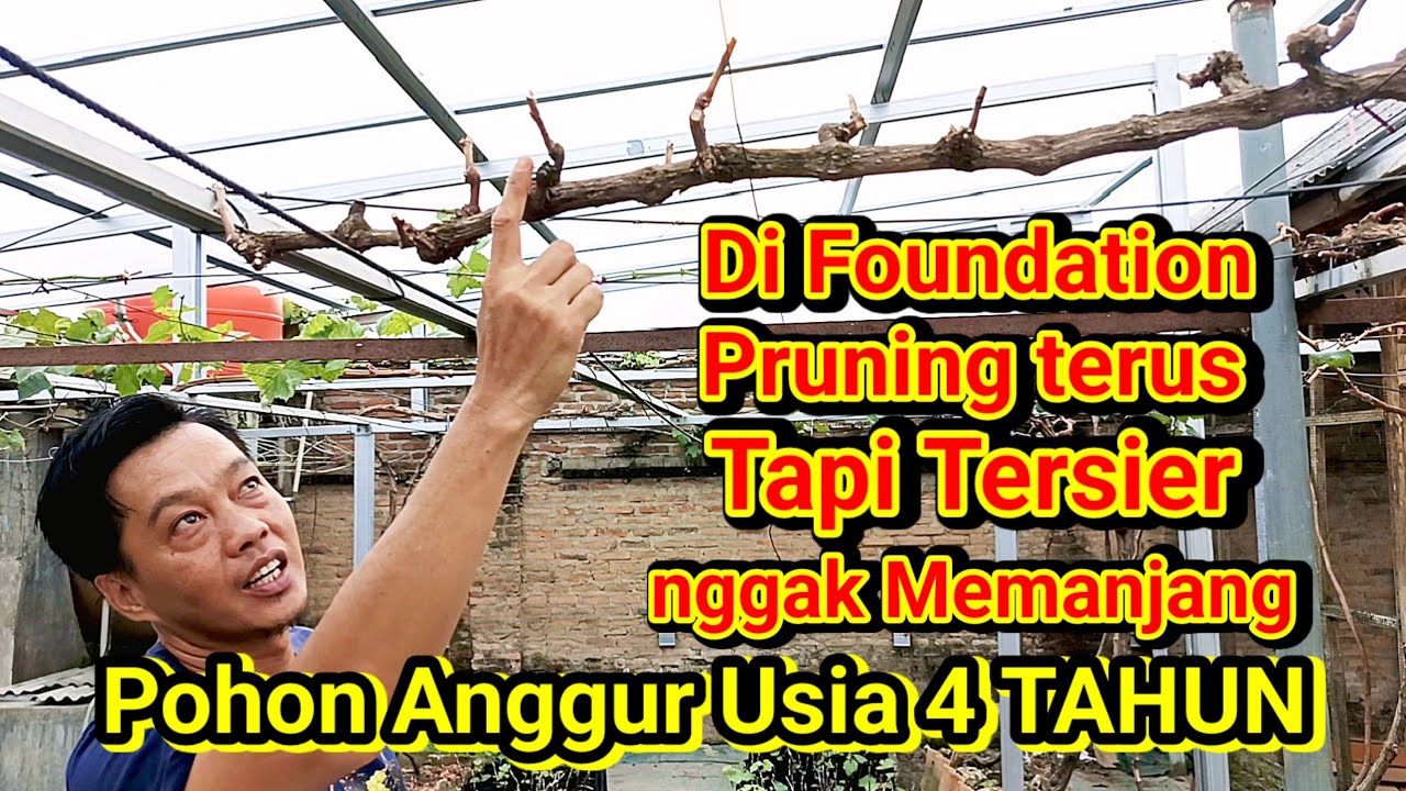 Sepanjang apa tersier anggur setelah berusia 4 tahun